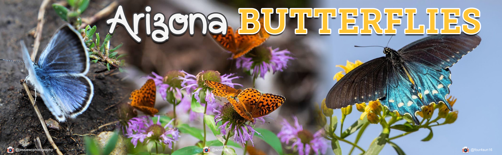 Image of various Arizona Butterflies.